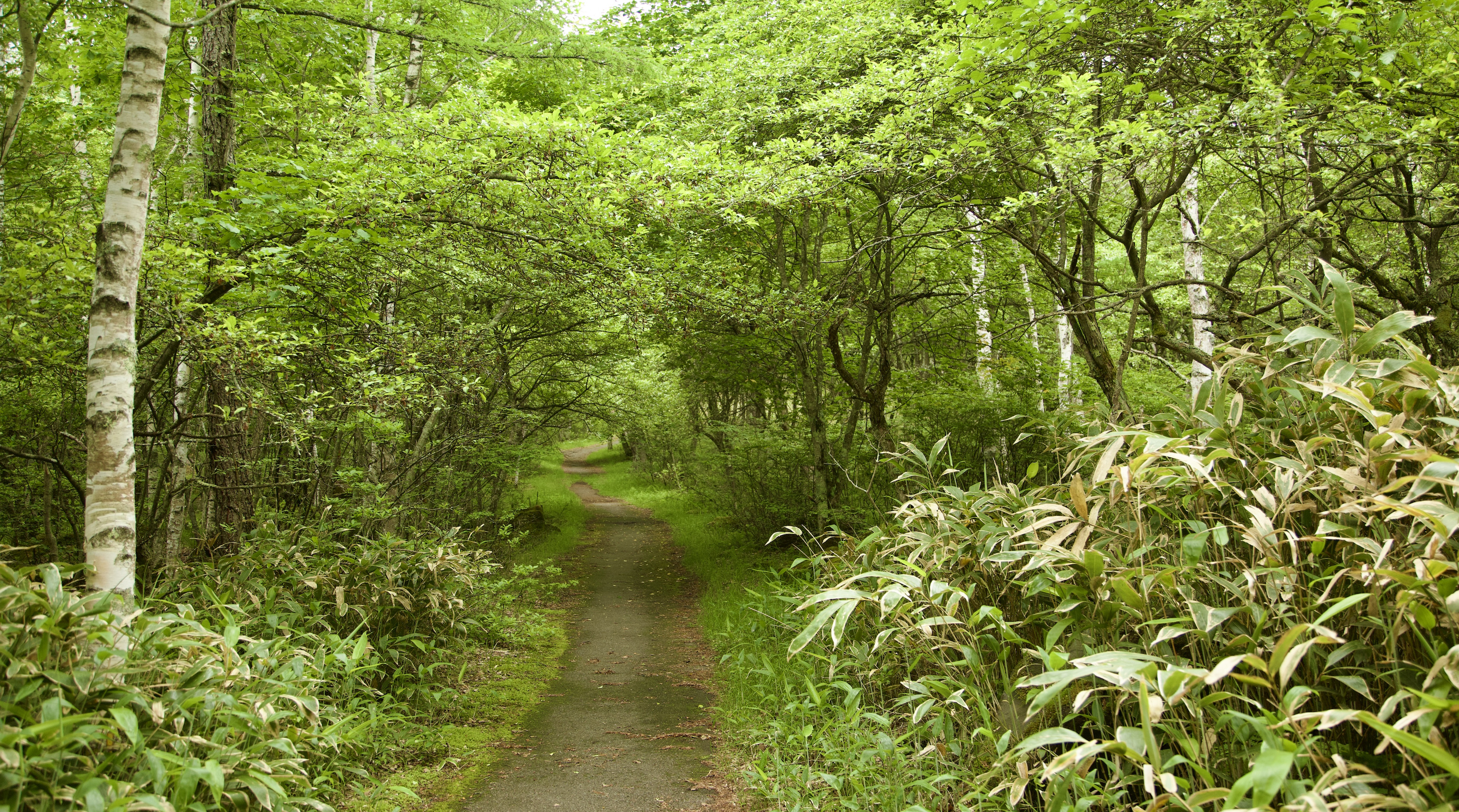 Forest in Saku by Melissa Suzuki